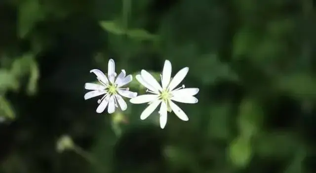 4月15日繁缕花生日花语有哪些？