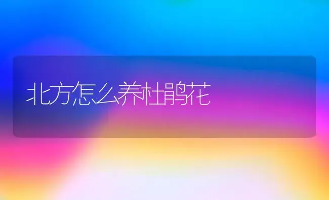 北方怎么养杜鹃花 | 家庭养花