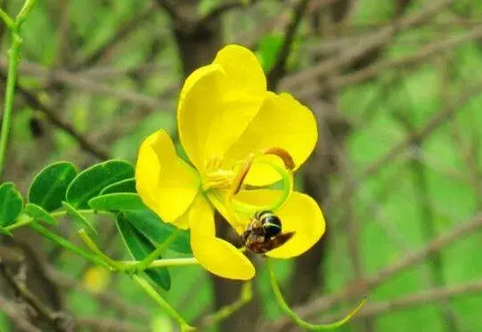 金雀花的花语是什么，金雀花的传说故事/幽雅整洁