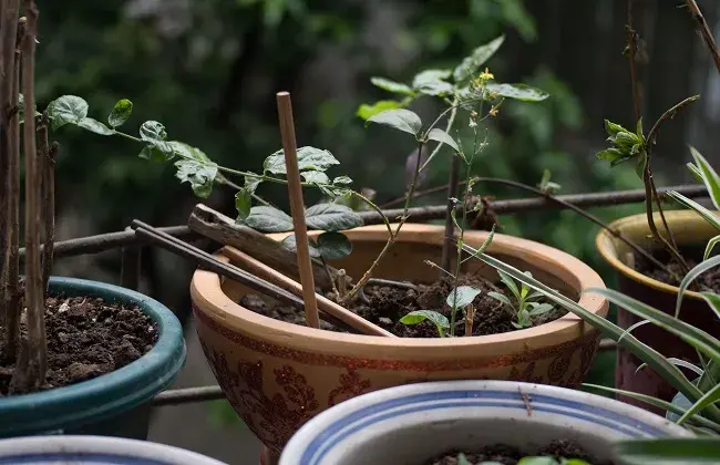 金银花怎么繁育