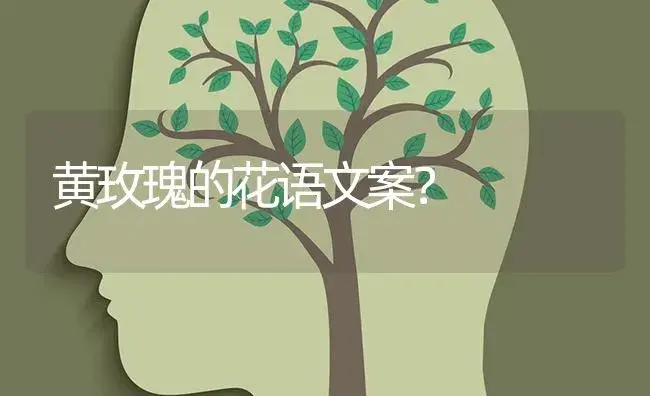 黄玫瑰的花语文案？ | 绿植常识