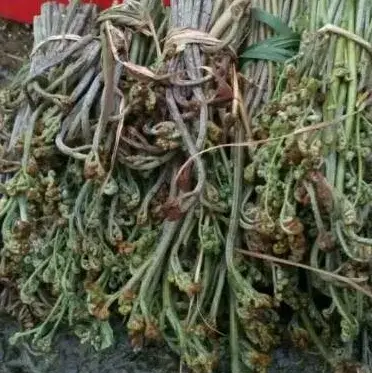 龙爪菜和龙爪菇的区别和药用价值