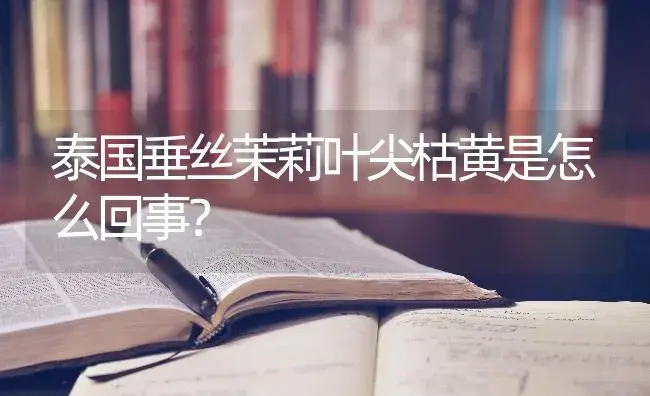 泰国垂丝茉莉叶尖枯黄是怎么回事？ | 绿植常识