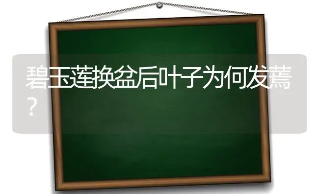 碧玉莲换盆后叶子为何发蔫？ | 多肉养殖