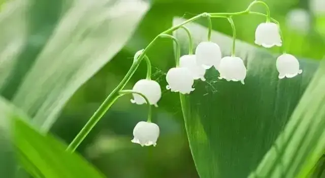 4月23日风铃草生日花语