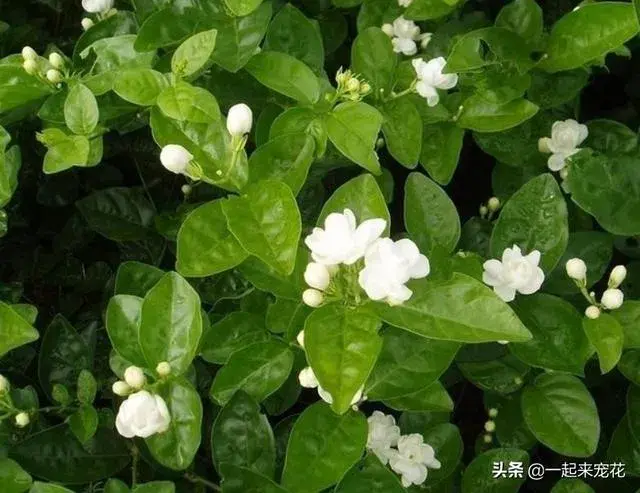 茉莉花八月份会开花吗？