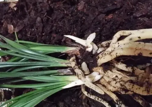 盆景养护管理 | 兰花换盆最佳时间