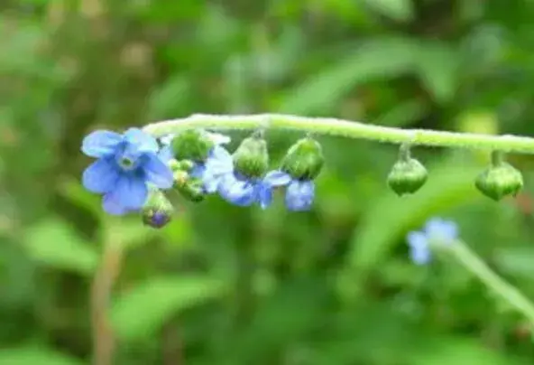 琉璃草的花语有哪些？