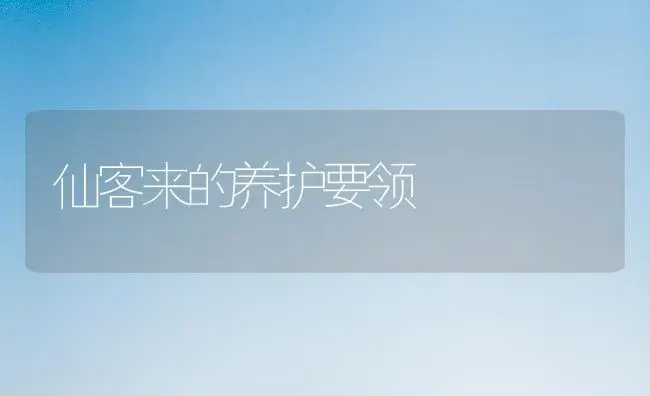 仙客来的养护要领 | 家庭养花