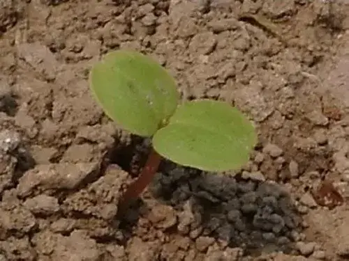 花卉果蔬盆景 | 凤仙花的生长过程（图解）