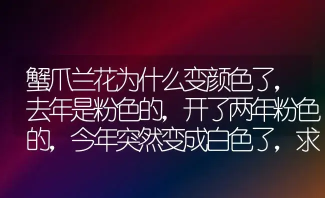 蟹爪兰花为什么变颜色了,去年是粉色的,开了两年粉色的,今年突然变成白色了,求解？ | 多肉养殖