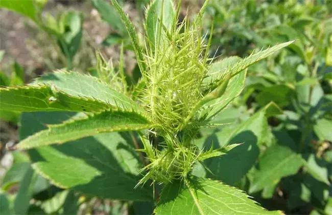 苍术的田间管理