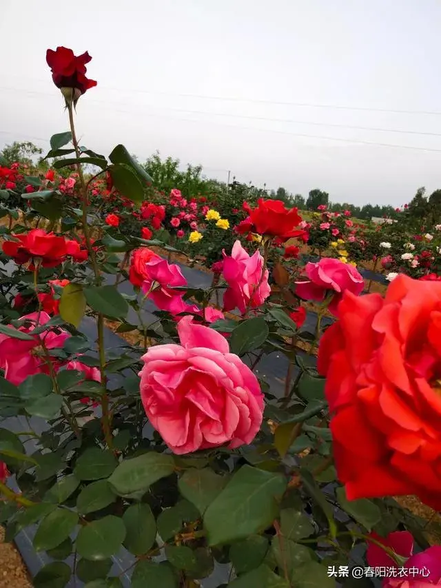 月季花开花后怎样修剪，株形更好，开花更多？