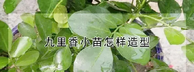 九里香小苗怎样造型