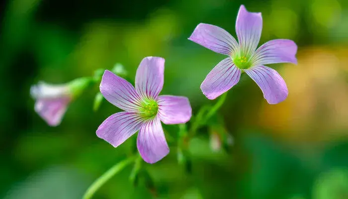 喇叭花的花语和寓意