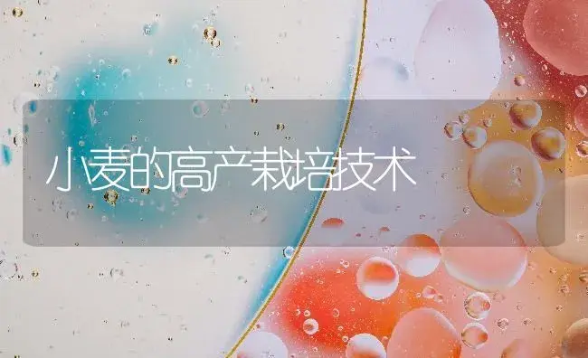 小麦的高产栽培技术 | 农作物种植