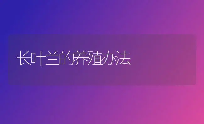 长叶兰的养殖办法 | 家庭养花