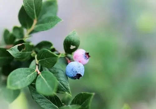 哪个品系的蓝莓最甜？价格是多少钱一斤？