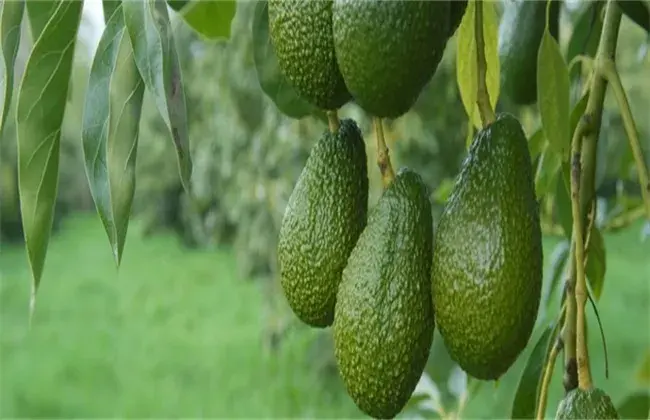 牛油果怎么种