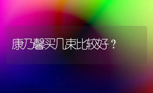 康乃馨买几束比较好？ | 绿植常识