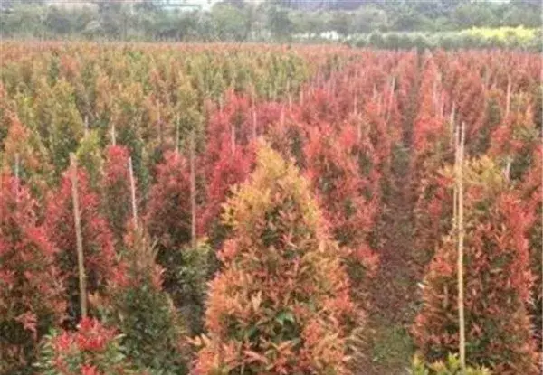 红枝蒲桃的花语是什么 红枝蒲桃几月份开花怎么养