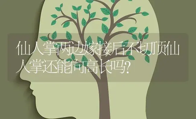 仙人掌两边嫁接后不切顶仙人掌还能向高长吗？ | 多肉养殖