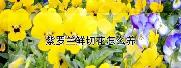 紫罗兰鲜切花怎么养