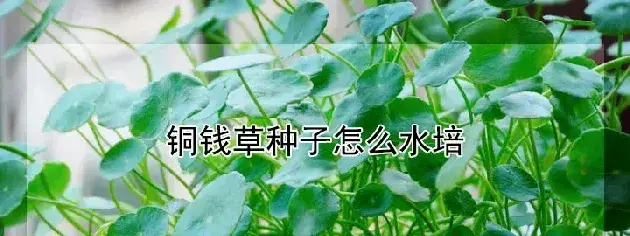 铜钱草种子怎么水培