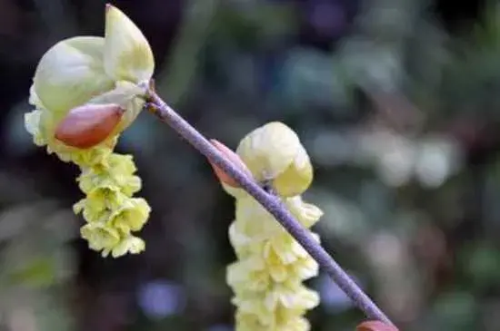 蜡瓣花花语 蜡瓣花繁殖方法