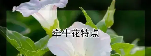 牵牛花特点