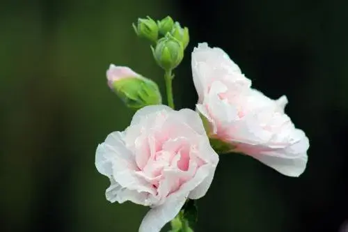 芙蓉花花语，芙蓉花的功效与作用