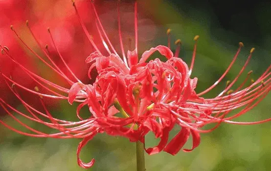 彼岸花的传说与花语，彼岸花有几种颜色