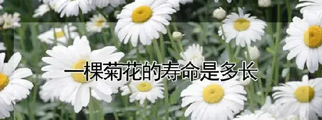 一棵菊花的寿命是多长