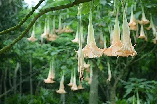 世界上花语最邪恶的花，盘点花语最恐怖的十大花卉