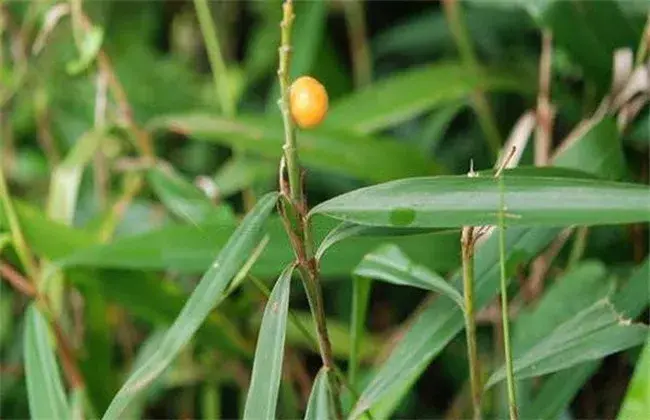 高良姜的种植技术