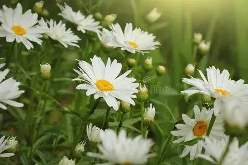 小邹菊花语是什么 不同颜色雏菊寓意