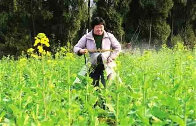 油菜栽培的田间管理