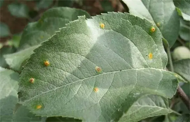 苹果锈病的防治和治疗办法