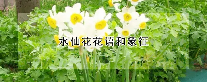 水仙花花语和象征