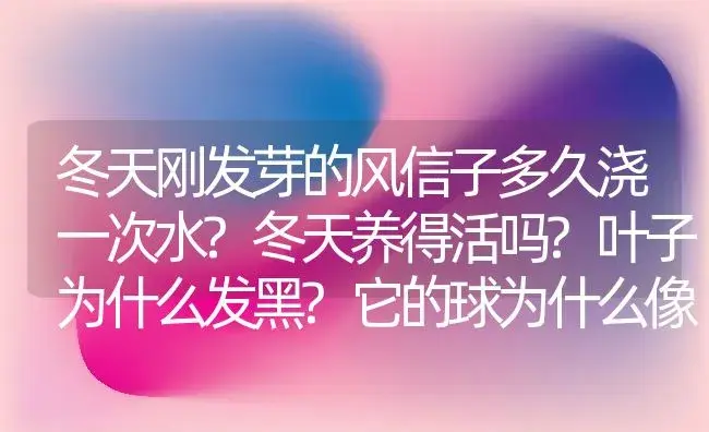 冬天刚发芽的风信子多久浇一次水?冬天养得活吗?叶子为什么发黑?它的球为什么像蒜壳一样?是不是不健康？ | 绿植常识