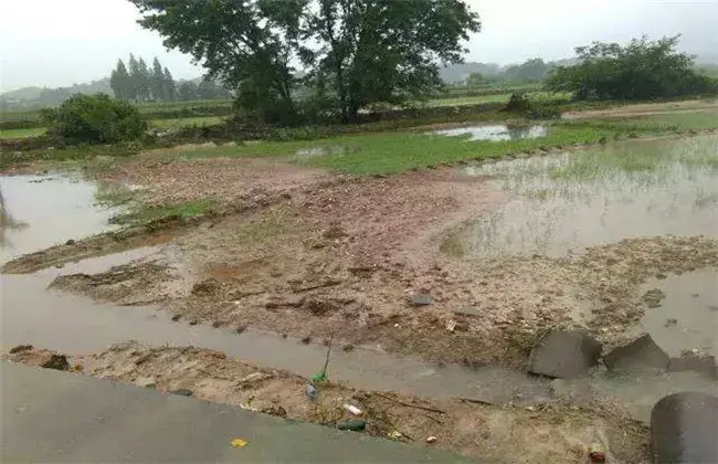 水稻洪涝灾害后该怎么办