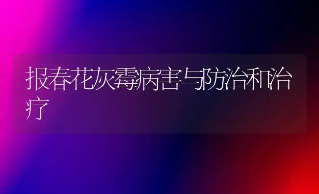 报春花灰霉病害与防治和治疗 | 家庭养花