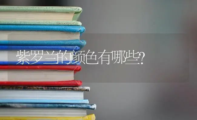 紫罗兰的颜色有哪些？ | 绿植常识