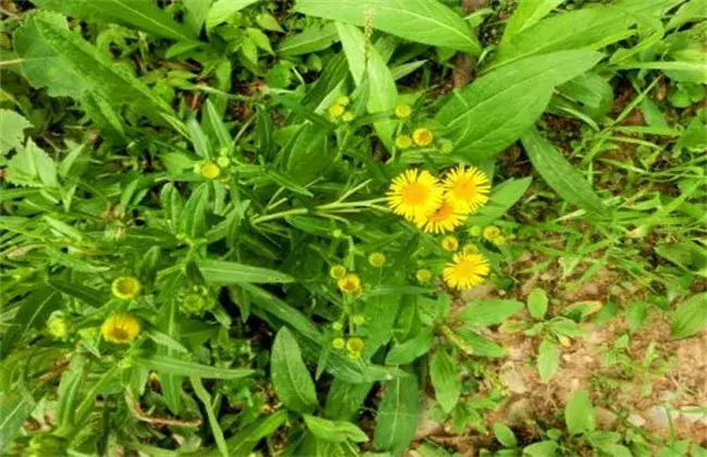 旋覆花的种植技术