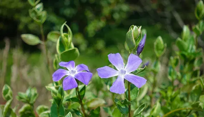 长春花的花语及传说 长春花的花语和传说