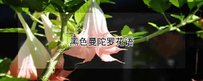 黑色曼陀罗花语