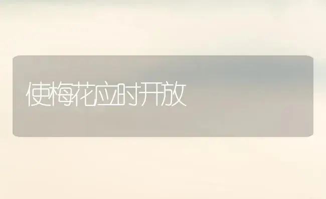 使梅花应时开放 | 家庭养花