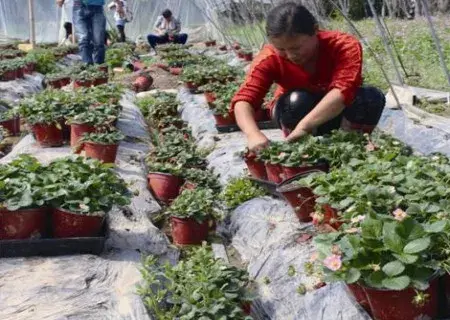 盆景养护管理 | 草莓种植怎么除草