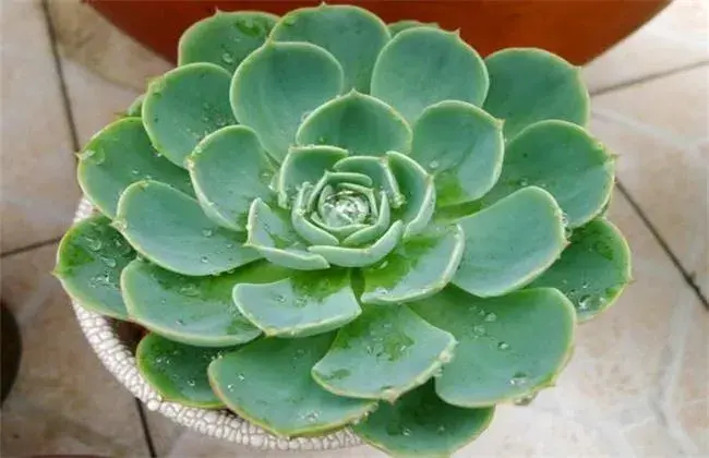 多肉植物摊大饼了怎么办