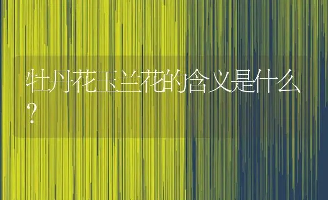 牡丹花玉兰花的含义是什么？ | 绿植常识